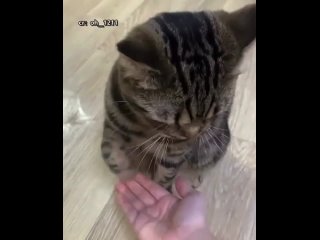 give me a paw. give me another paw. give me a third paw? r/animalsbeingderps