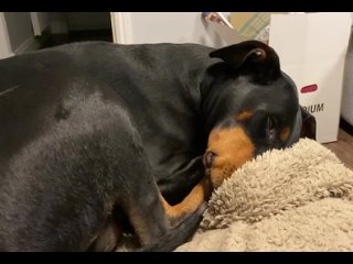 sleeping doberman