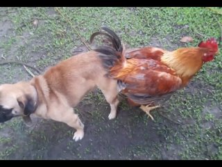 crossbreeding a dog with a rooster