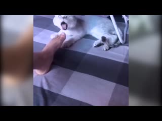 funny cat reaction. great.