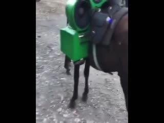 horse ready for auto sound