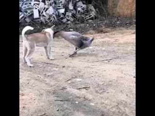 dog and goose